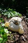 Combustion-Powered 3-D Printed, Soft Robot Moves Autonomously
