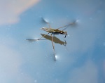 Walking on Water - Robotic Insect Inspired by Water Striders
