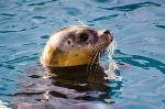 Robotic 'Whisker' Tactile Sensor Array Produces Tomographic Images by Measuring Fluid Flow
