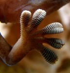 NASA Researchers Develop Gecko-Inspired Grippers for Space Applications