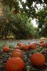 New Machine Vision System Counts Number of Citrus Fruit Dropped Early