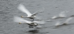 New Study on Swan’s Neck Morphology Enables Scientists to Design Drone Cameras
