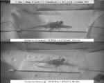 Researchers Develop Test-Bed to Test Performance of Animals and Hexapedal Robot