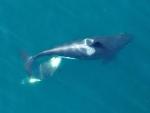 Unmanned Hexacopter Monitors Southern Resident Killer Whales
