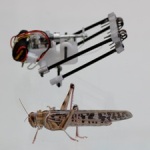 Researchers Develop TAUB Locust-Inspired Miniature Jumping Robot