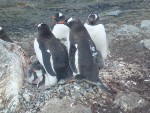 UD Researchers Study Decline in Penguin Species Using Robots