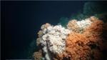 Robotic Submarines Map Vulnerable Deep-Sea Coral Reefs in Southwest England