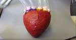 Organic Robotics Lab Uses Soft Materials Found in Nature to Create Robots