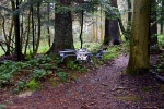 New Software Enables Drones to Autonomously Detect and Follow Forest Paths