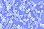 Drexel Researchers Develop Bacteria-Powered Microrobots that Move in Fluid Environment
