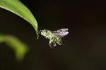 Harnessing Navigation Technique of Flying Insects Could Help Drones to Fly Independently