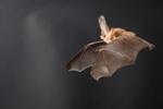 Understanding of Bats' Flying Technique Could Lead to Future Development of Better Drones