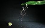 Researchers Develop Flying Microrobots that Perch During Flight to Save Energy