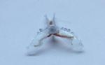 Researchers Use Sea Slug Tissues, 3D Printed Components to Construct Biohybrid Robots