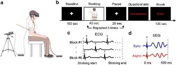 Virtual Reality Experiment Shows That Bodily Self-Consciousness Involves the Brain Monitoring Heartbeat