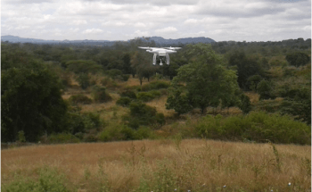 TUM Scientists Use Drones to Predict Suitable Habitats for Butterfly Larvae