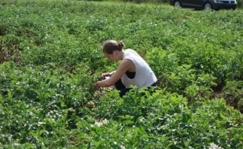 Network of Computers Can Help Identify Specific Plant Diseases with High Accuracy Using Smartphones