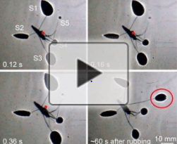 Research Findings Could Contribute to Designs for Water-Skimming Robots