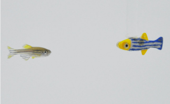 Zebrafish Engage More with 3D-Moving Robotic Replicas than Other Stimuli, Research Finds