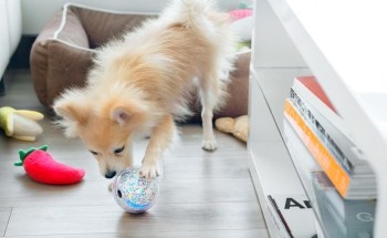 Pebby's Smart Robotics Pet Sitter System Allows Owners to Monitor and Interact with Pets