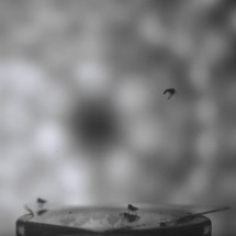 Study on Whiteflies Offers Insight into Stabilizing Drones During Ascent