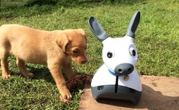 Robot Helpers for Stroke Survivors, Pet-Like Social Companion Robot to be Displayed at UK Robotics Week