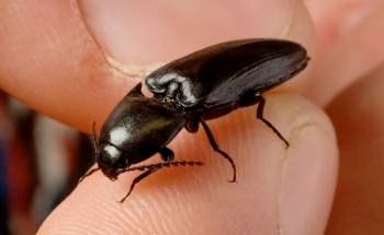 Researchers Examine the Mechanism of Click Beetles to Engineer Self-Righting Robots