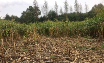 New Drone-Based Method Helps Estimate Crop Damage
