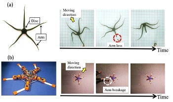 Researchers Develop Brittle Star-Like Robot Capable of Adapting to Physical Damage