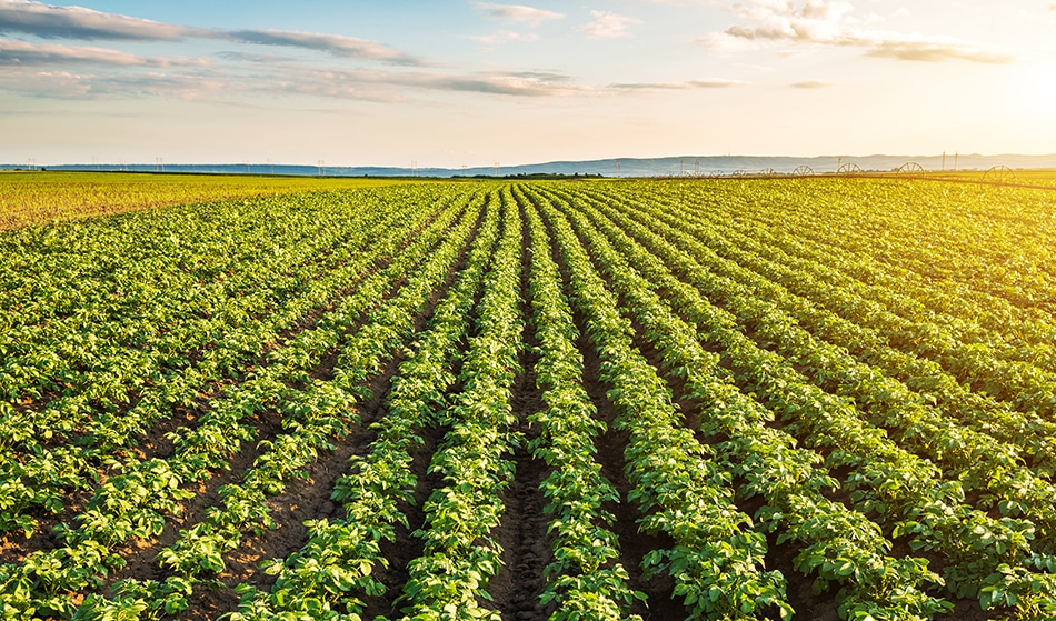 Coming To a Farm Near You – Robotic Weeders