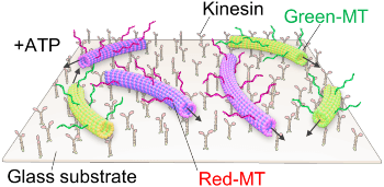 DNA-Assisted Molecular Robots Autonomously Swarm in Response to Chemical and Physical Signals