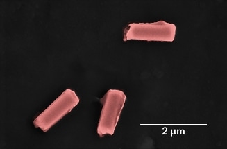 Cell-like Nanorobots Could Offer Safe, Efficient Way to Detoxify Biological Fluids