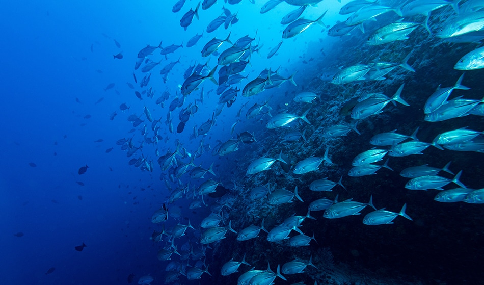 How MIT’s Robots are Saving the Coral Reefs