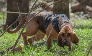 Robot Bloodhound Rapidly Detects Odors on Ground