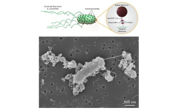 Tiny Robots can Deliver Important Cargo to the Tumor Microenvironment