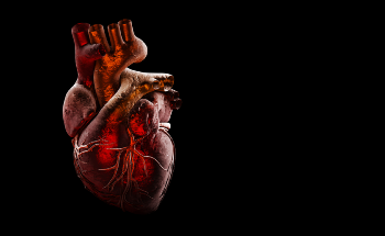 New AI Tool Diagnoses Atrial Fibrillation and Interprets ECG Results