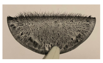 New Artificial Magnetic Cilia Could Find Applications in Microrobotics