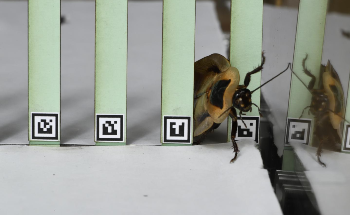 New Robot Mimics Cockroach Behavior to Traverse Through Obstacles