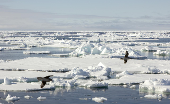 AI to Make Sea Ice Warnings Faster and More Accessible
