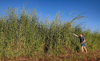 Machine Learning Helps to Map Invasive Gamba Grass from Space