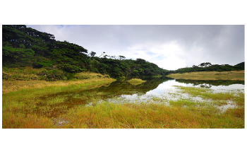 New AI-Powered General Model Better Explains Ecology of an Island