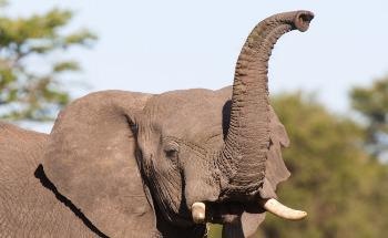 3D Printed Robotic ‘Elephant Trunk’ is Guided by Machine Learning