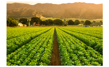 New Robotic Solution Wins Agribusiness Innovation Prize