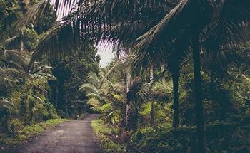 AI, 5G, Data Science Could Help Map Wild Plants, Ancient Forests on Indonesian Islands