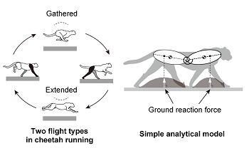 A Speedy Trial: What It Takes to be the Fastest Land Predator
