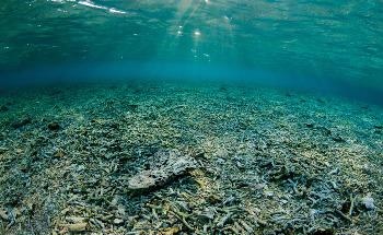 Underwater Robots could help Investigate Deep-Sea Operations