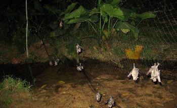 AI Could be Used to Identify Zoonotic Viruses that Infect Humans