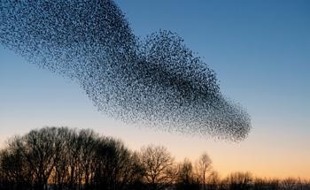Research Demonstrates Functional Swarm Robotics