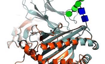 Novel AI Modeling Helps Create More Complete Models of Human Proteins