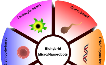 Miniature Biohybrid Robots for Drug Delivery to Targeted Sites in the Human Body